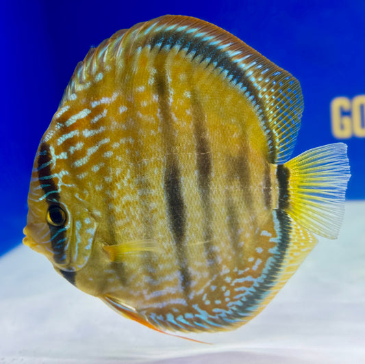 Paraconi Heckle Cross KL Premium Discus 6-6.5"