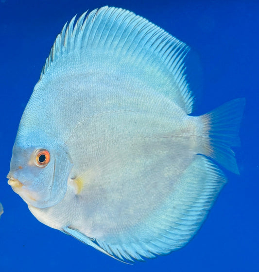 Blue Diamond Discus 5-5.5"