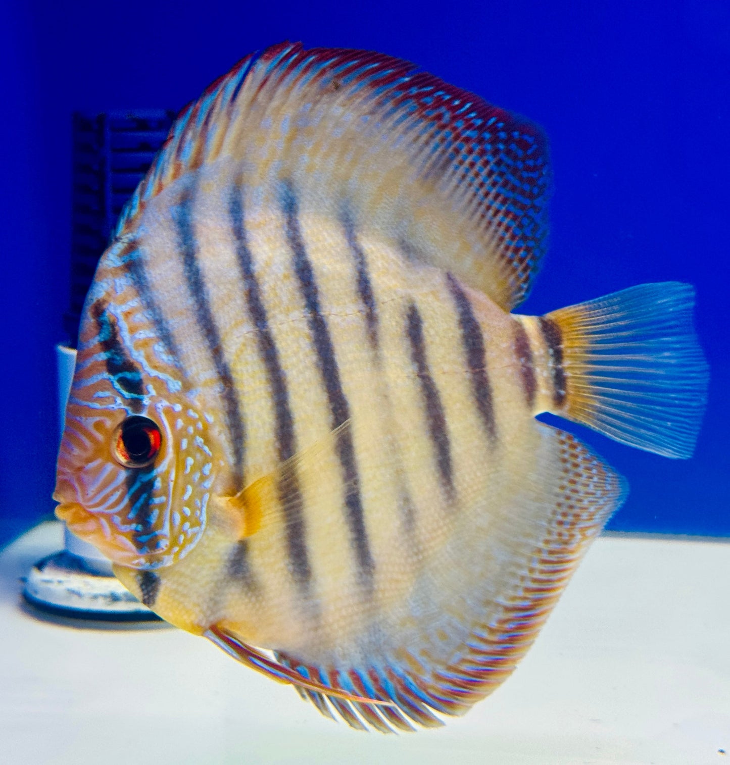 Wild Cross Blue KL Discus 5-5.5"
