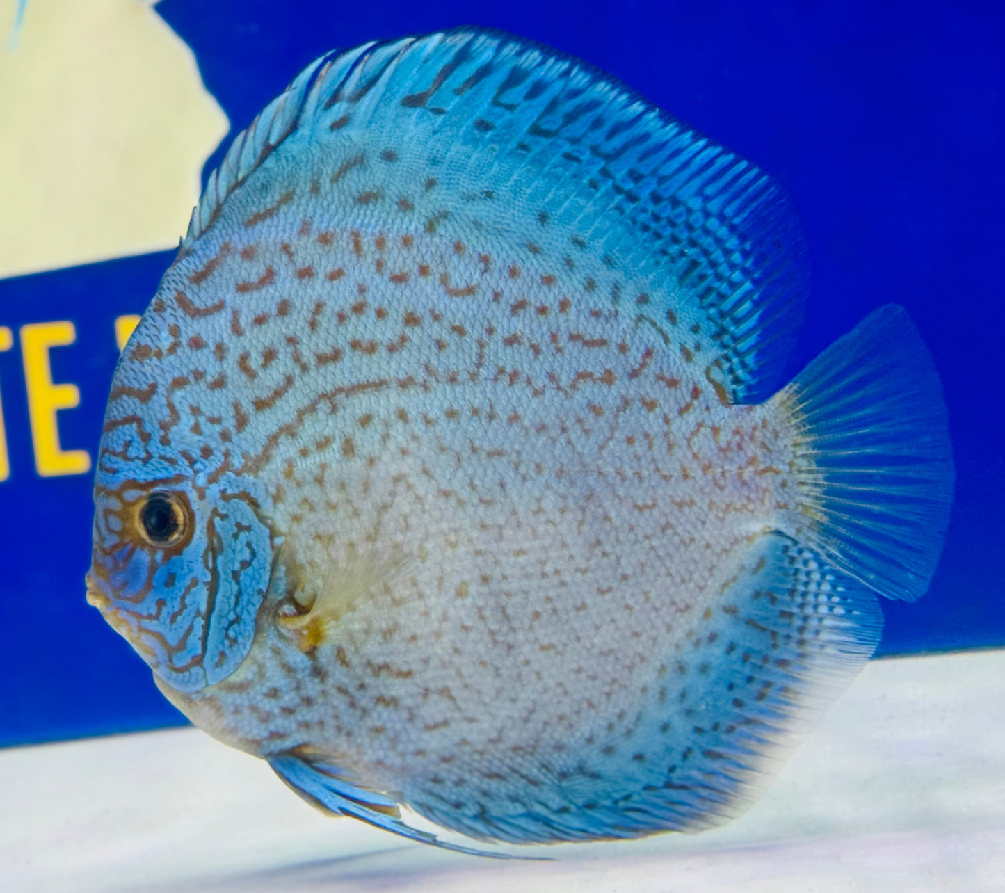 Royal Sapphire Premium Discus 6-6.5"