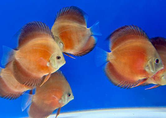 Red Cover Discus 3-3.5"