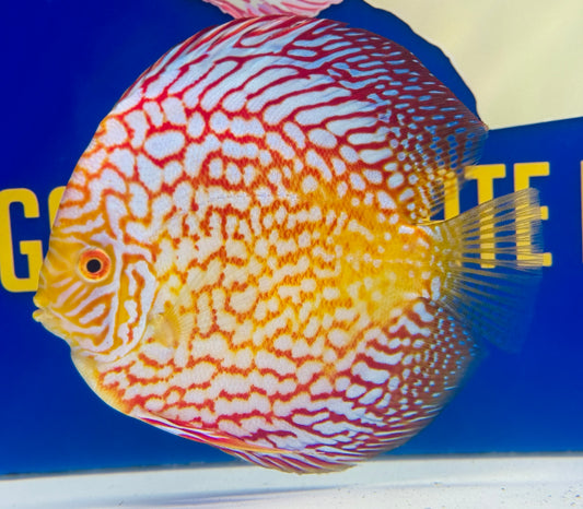 Pigeon Checkerboard Discus 5-5.5” (WYSIWYG)
