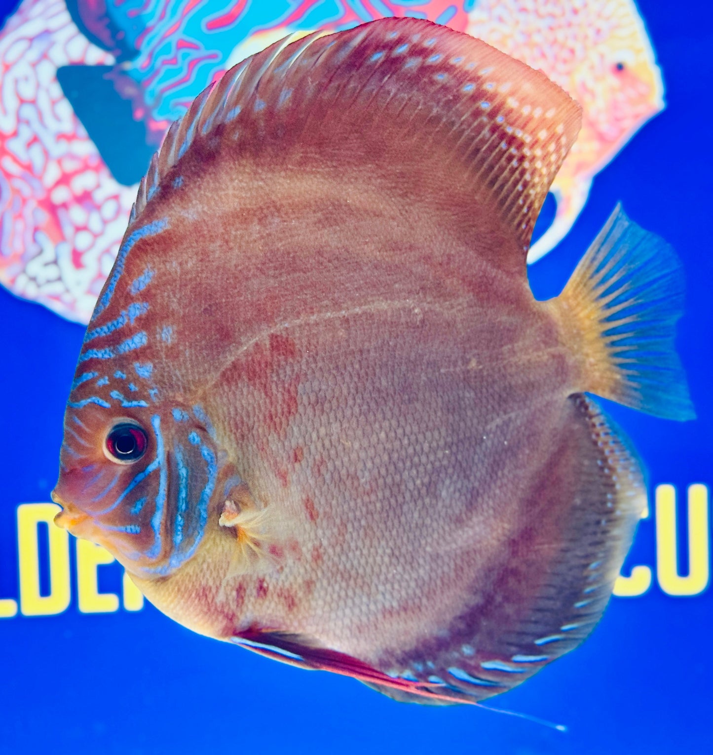 Wild Cross Premium Discus 6-6.5"