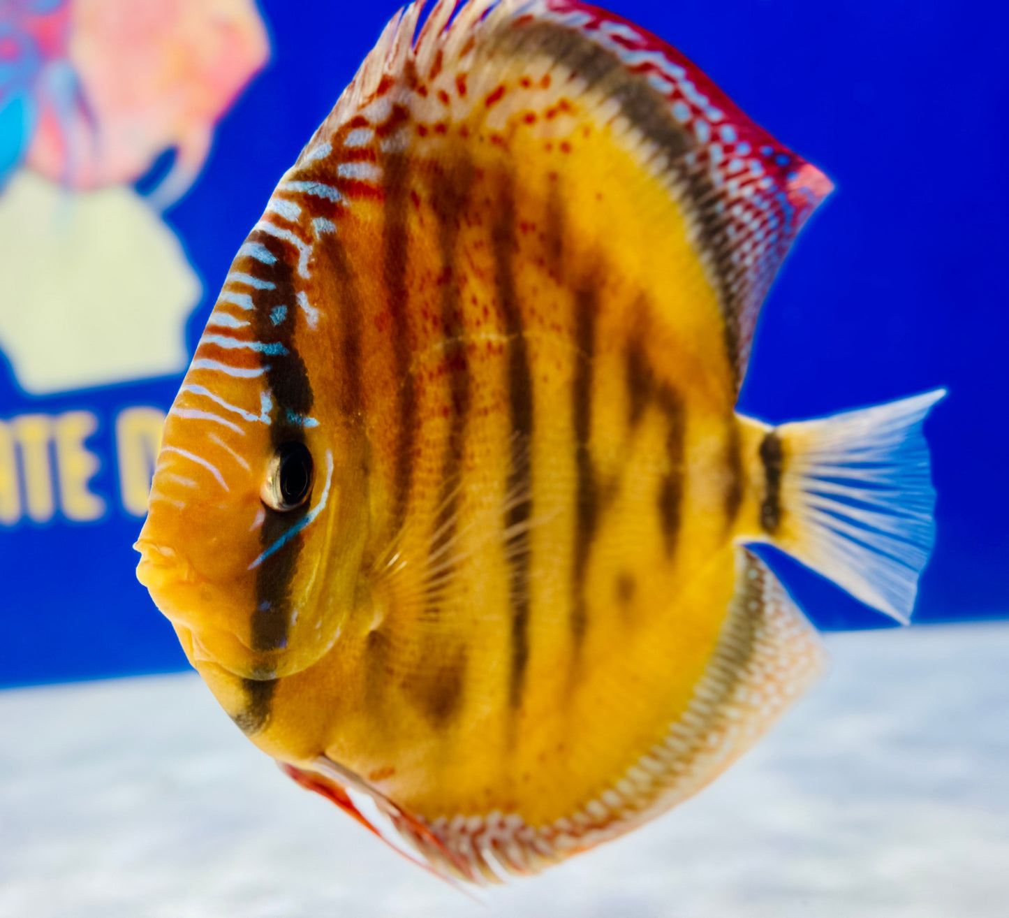 Red Cuipeua Cover Discus Jumbo Premium 6.5-7.5"