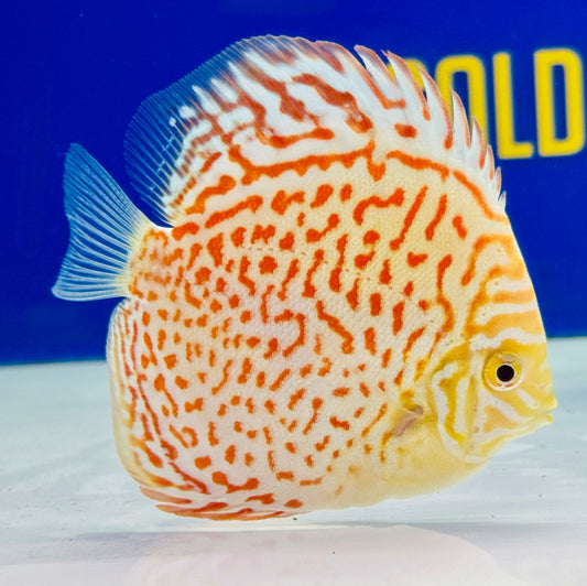Albino Leopard Discus 4-4.5"