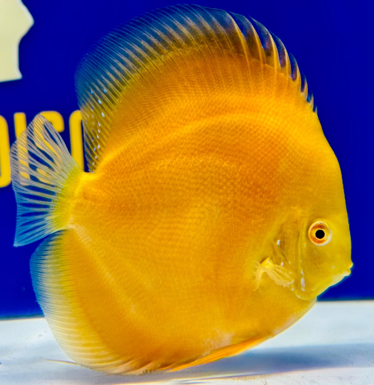 Albino Pearl Diamond Discus 5-5.5"