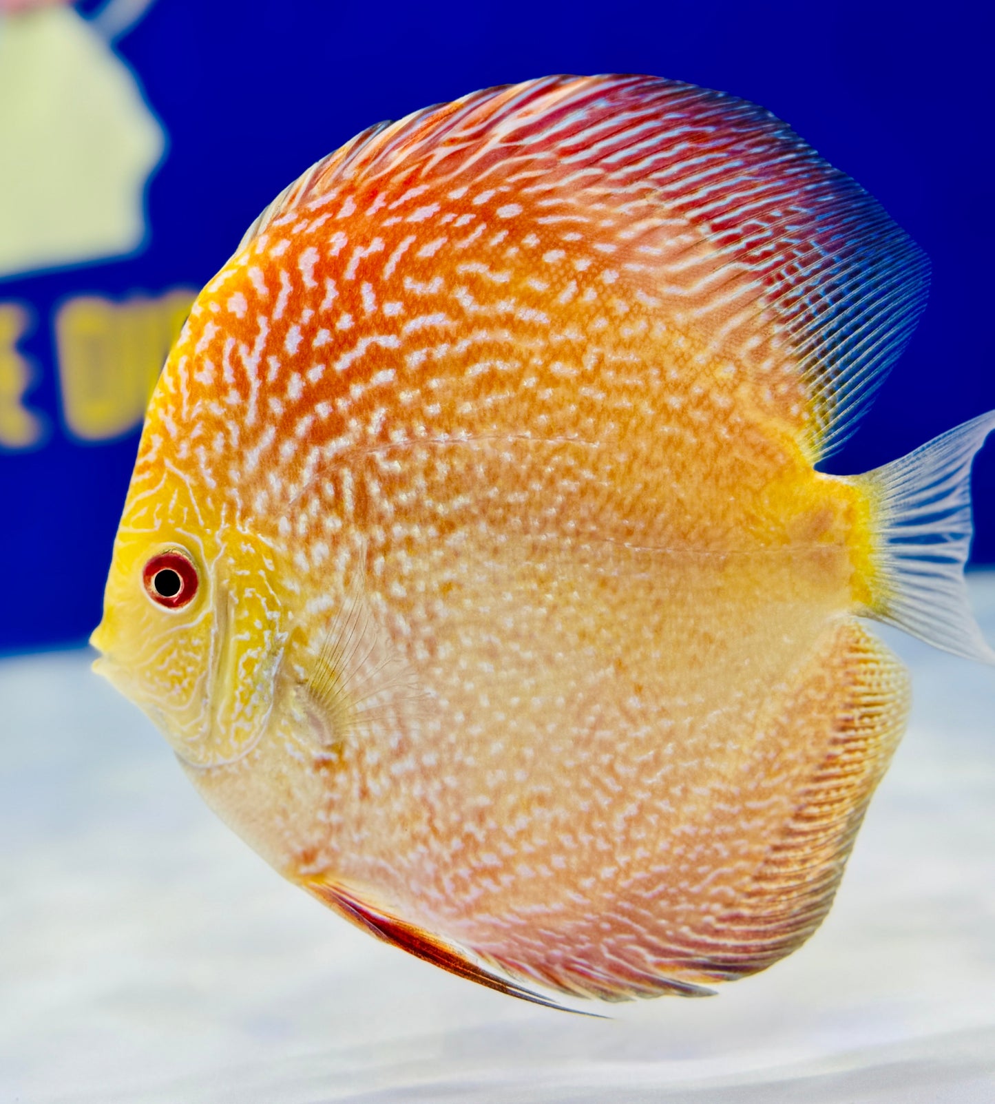 Pigeon Scarlet Snake Discus 5-5.5"