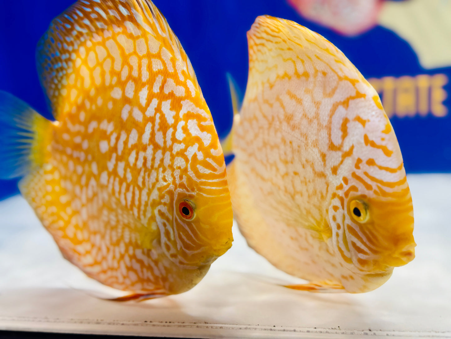 Yellow Pigeon Checkerboard Jumbo Premium Discus 6.5-7.5"