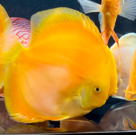 Albino Pearl Diamond Discus 5-5.5"