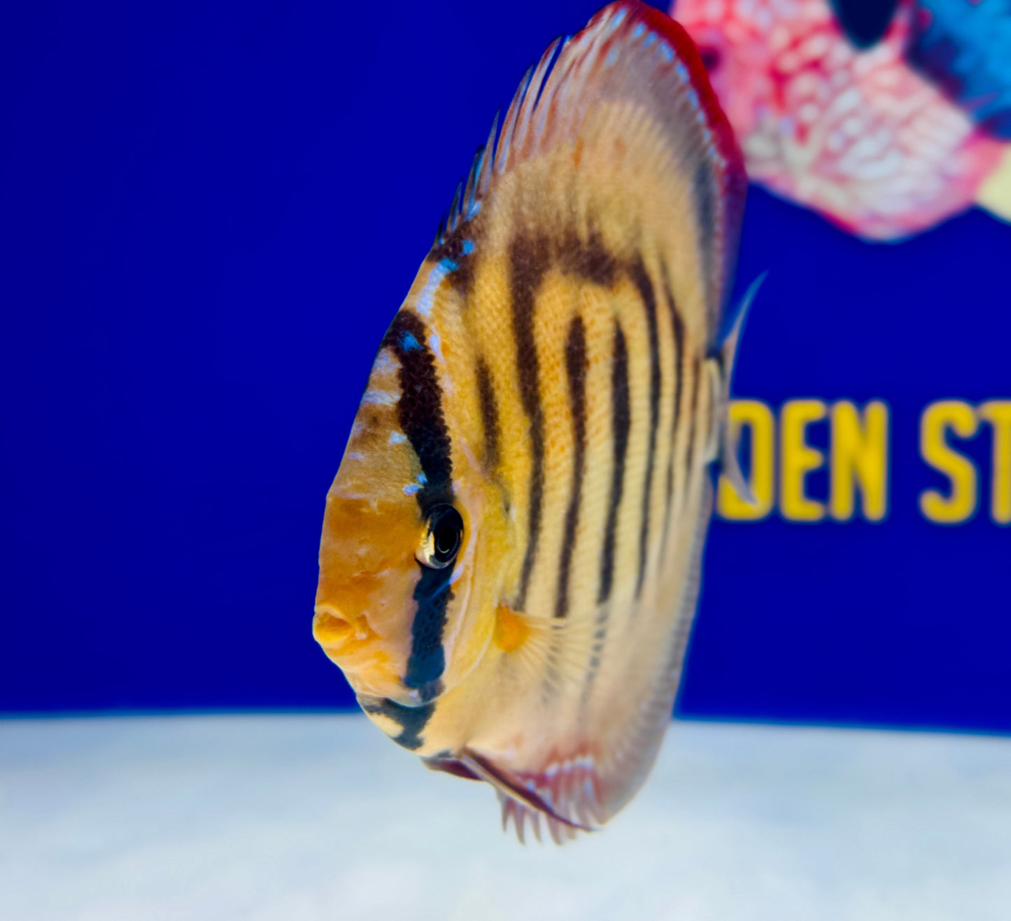 Red Cuipeua Cover Discus 6-6.5"