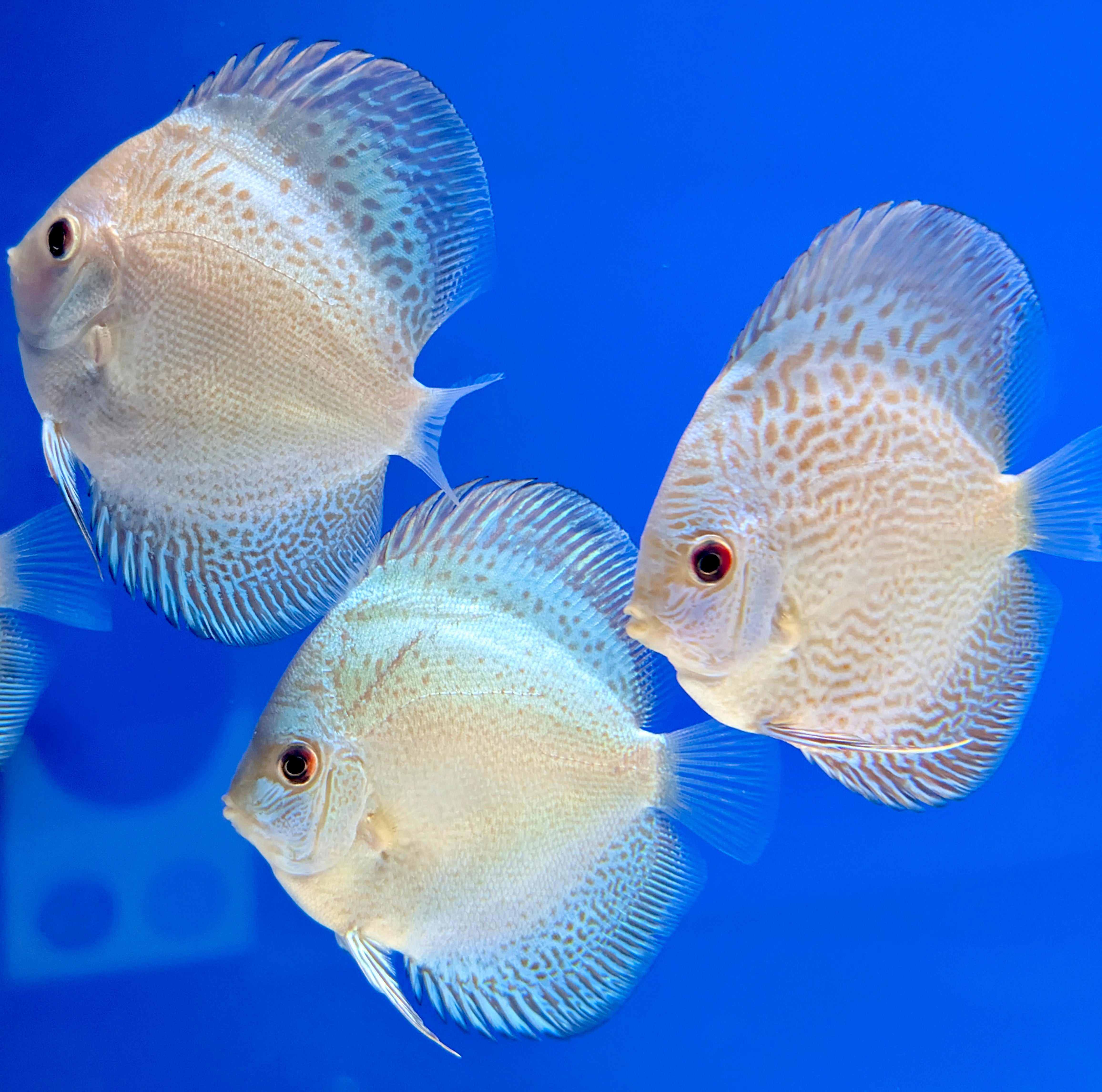 Golden State Discus - Premium Discus Fish and Expert Aquarium Care