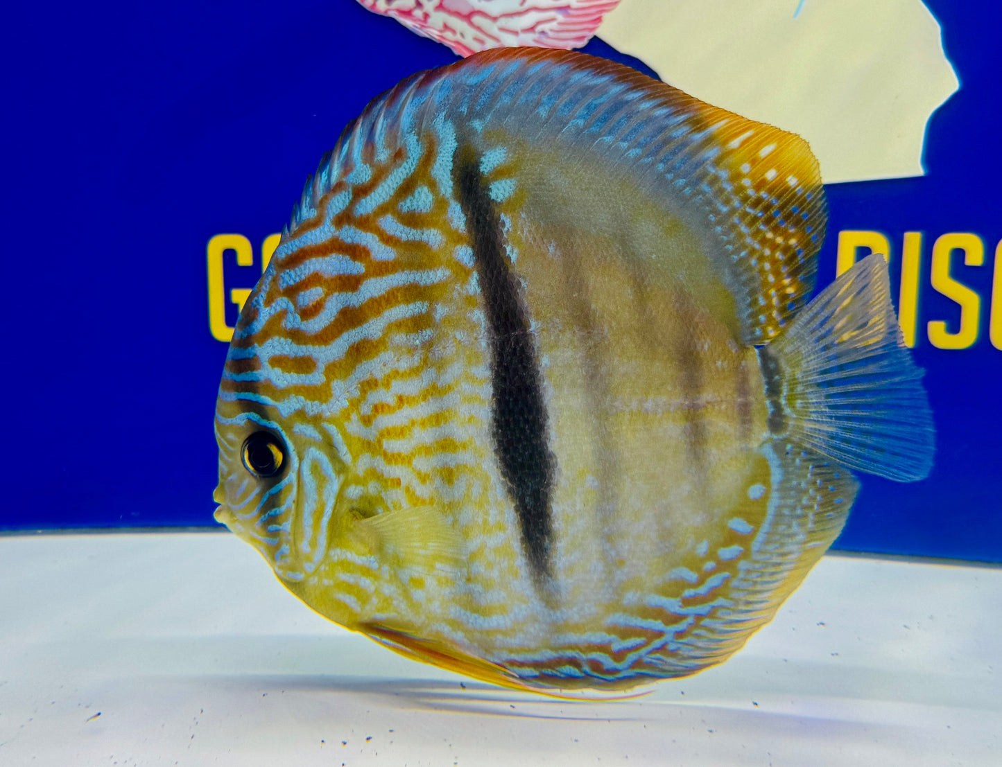 Royal Blue Heckle Cross Jumbo Premium Kl Discus 6.5-7.5"