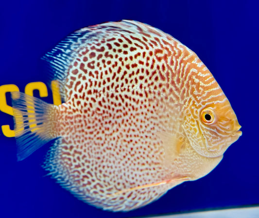 Albino Leopard Snake Discus 5-5.5"