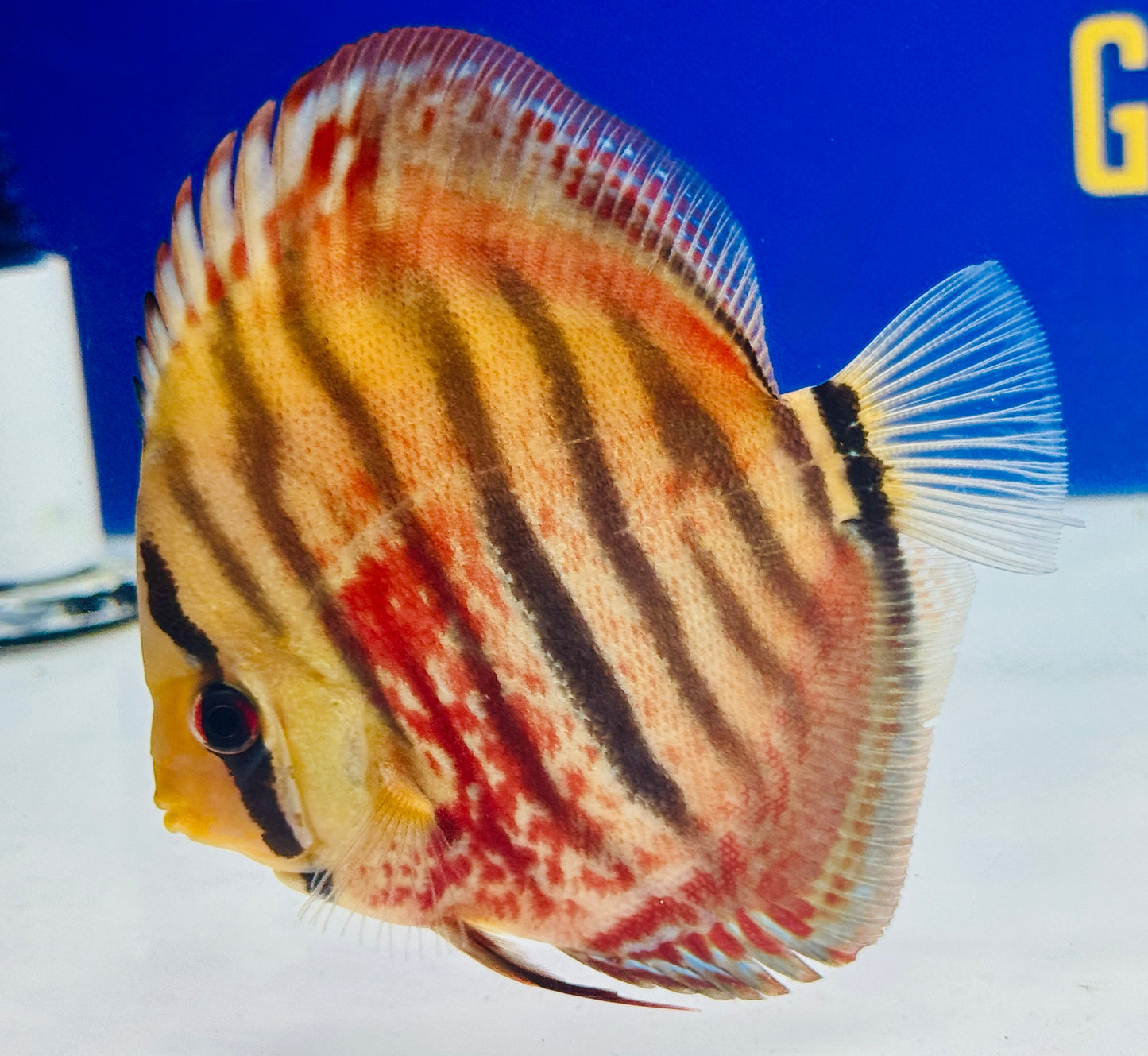 Ica Red Discus 4.5-5"
