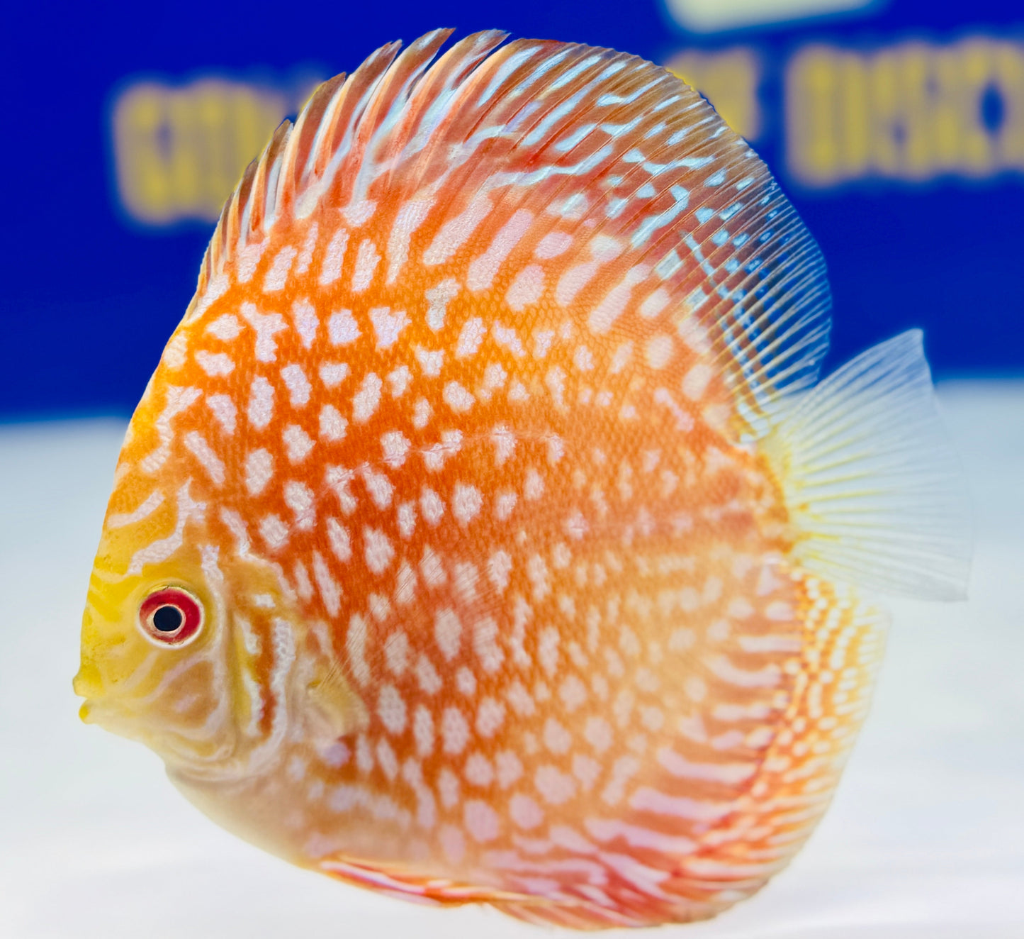 Pigeon Checkerboard Discus 4.5-5"
