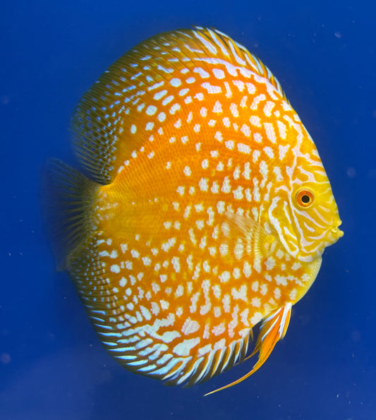 YELLOW PIGEON CHECKERBOARD DISCUS PREMIUM 6-6.5"