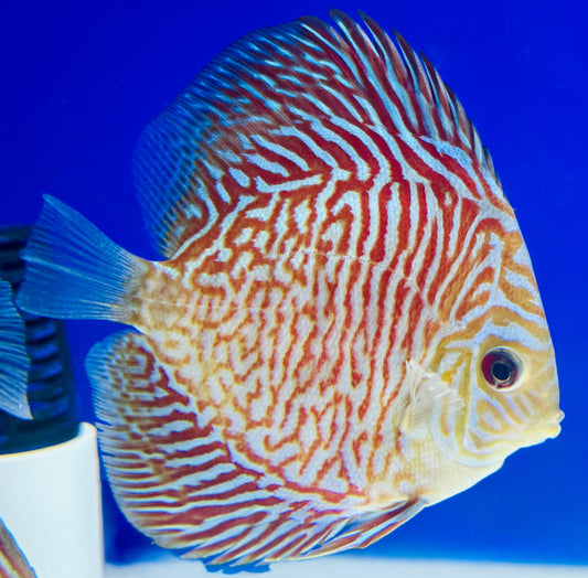 Indiana Tiger Discus 4-4.5"