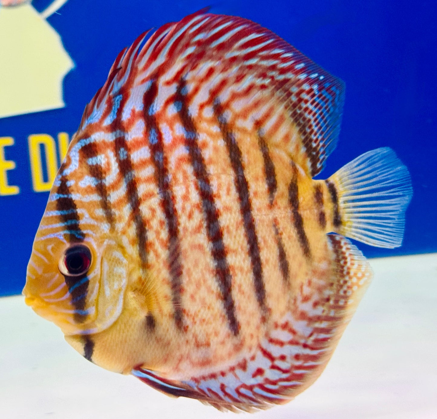 Red Spotted Kl Discus 5-5.5"