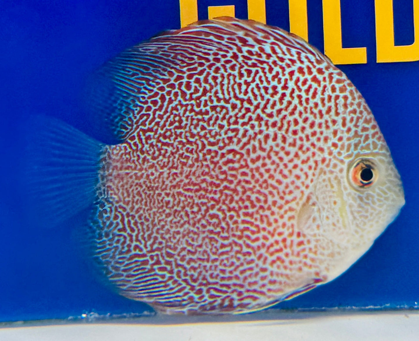 Panthera Discus 3-3.5"