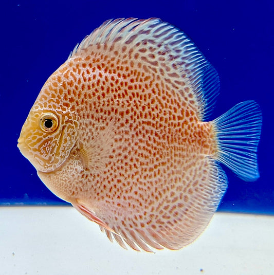 Albino Panthera Discus 4-4.5"