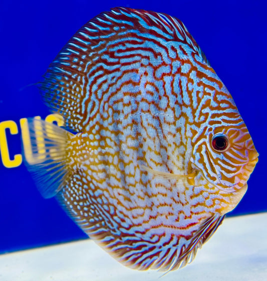 Maze Turquoise Discus 5-5.5"
