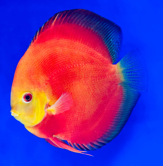 Red Golden Diamond Discus Premium 6-6.5"
