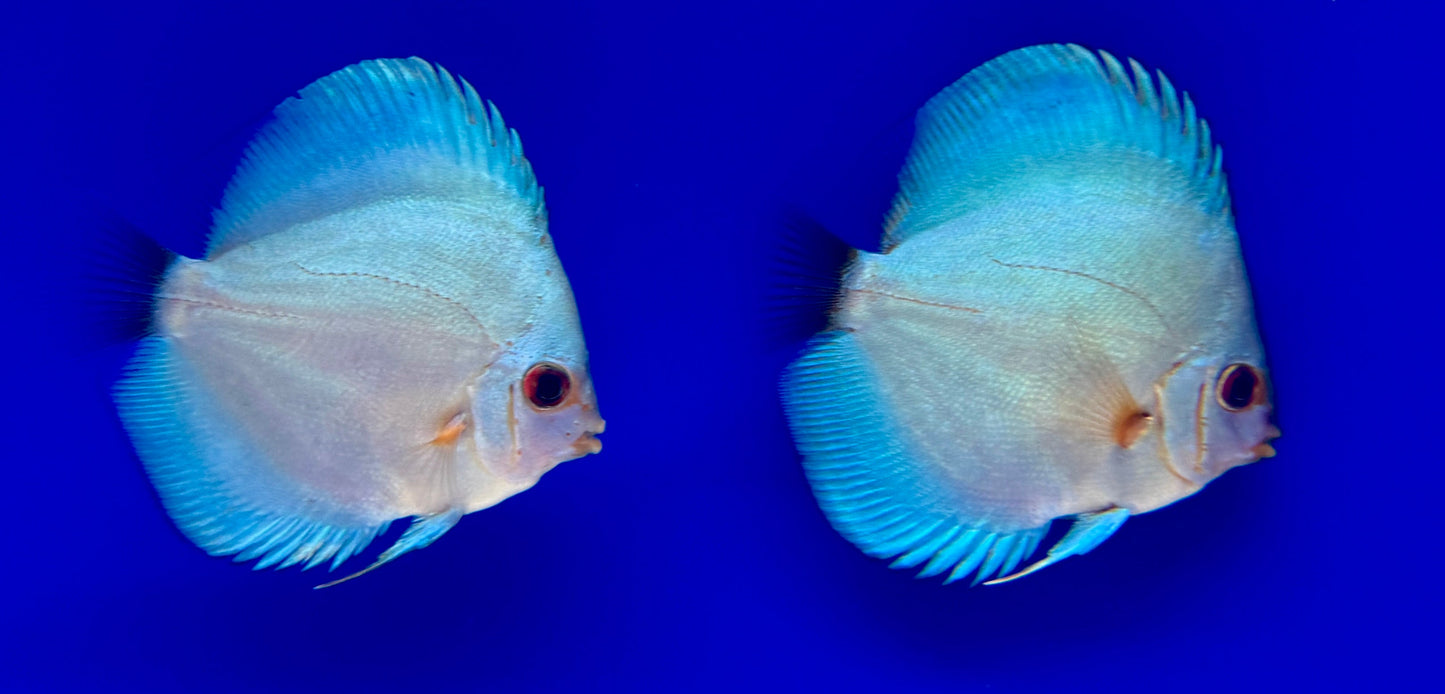 Blue Diamond Discus 4-4.5"