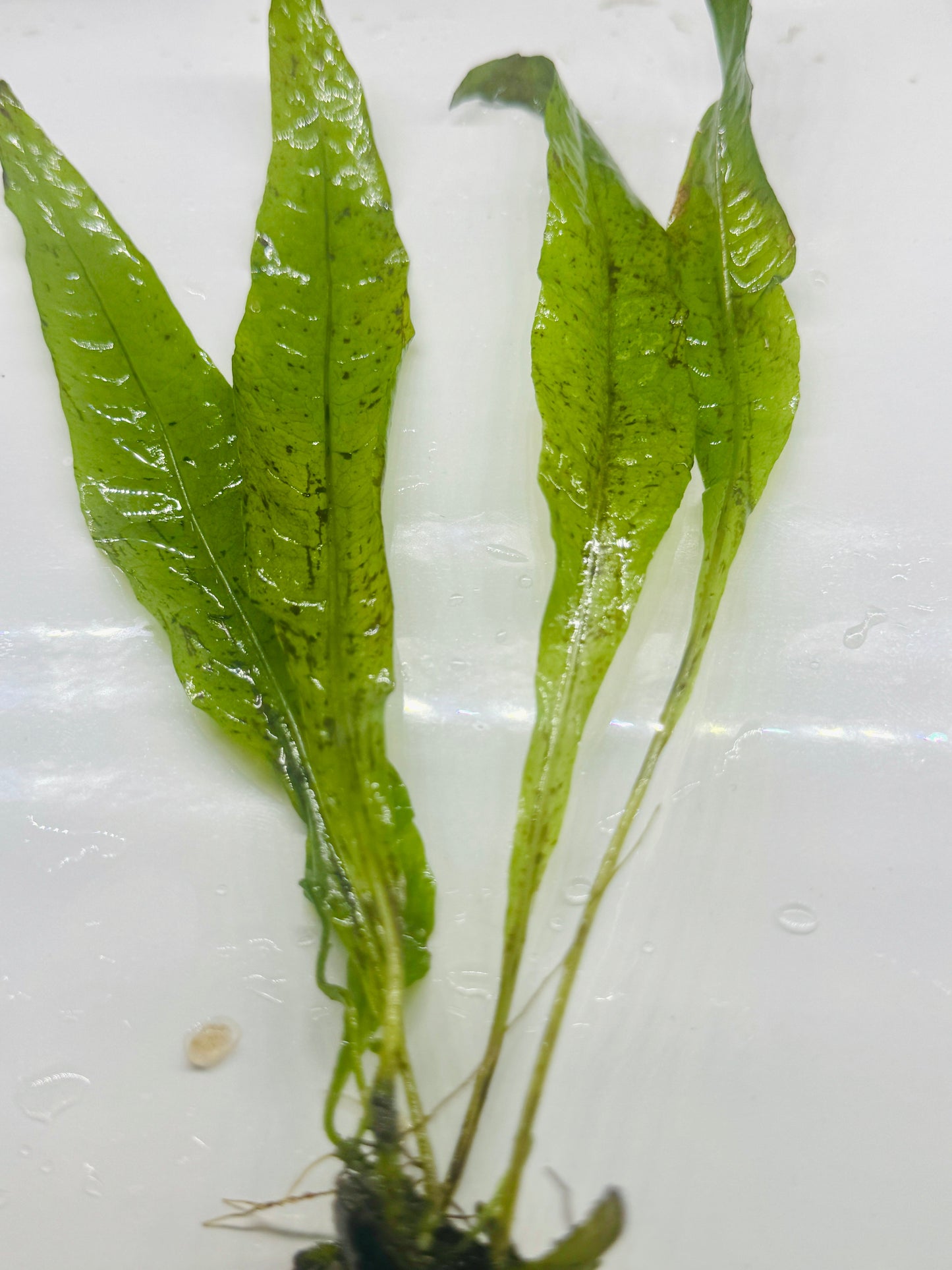 Spear Java Fern