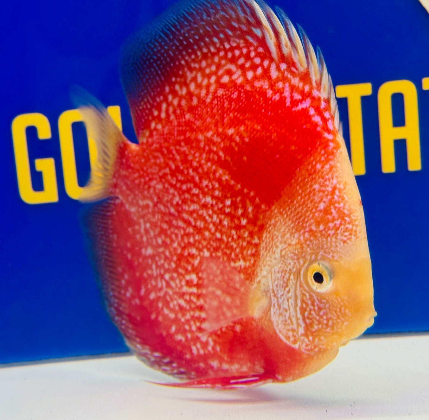 Moonlight Galaxy Discus 5-5.5"