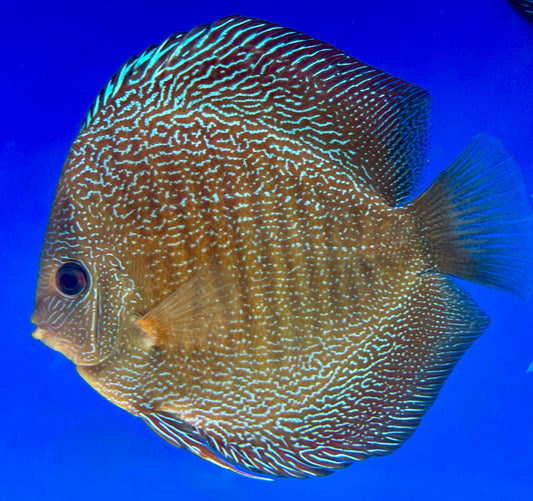 Red Scarlet Snakeskin Discus 4-4.5"