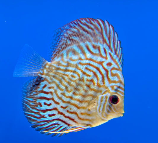 Altum Carnation Discus 3-3.5"