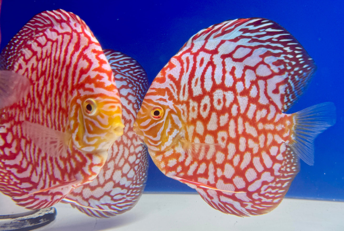 Majestic Pigeon Checkerboard Discus 5-5.5"