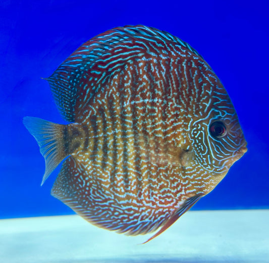 Red Scarlet Snakeskin Discus 5-5.5"