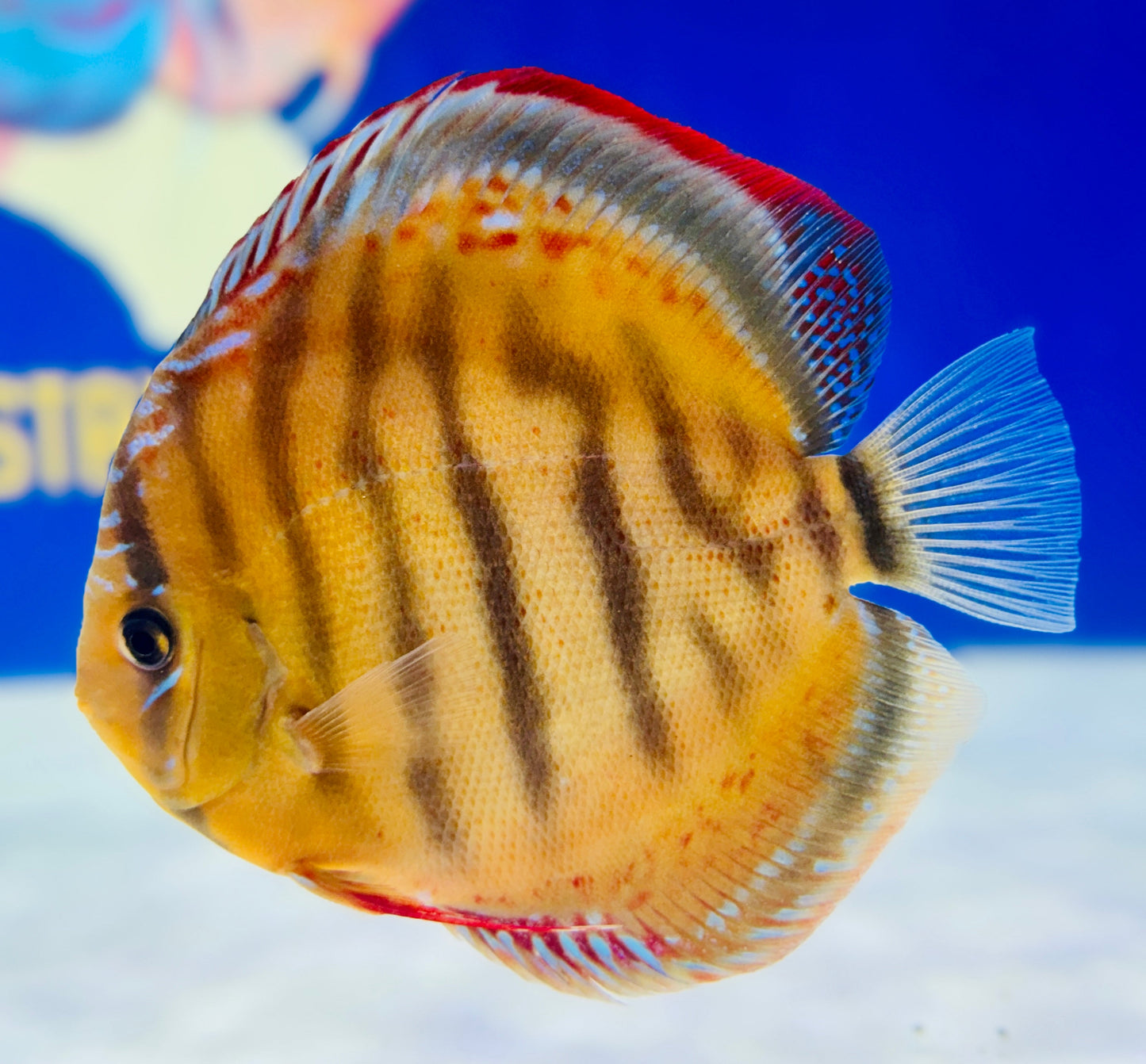 Red Cuipeua Cover Discus Jumbo Premium 6.5-7.5"