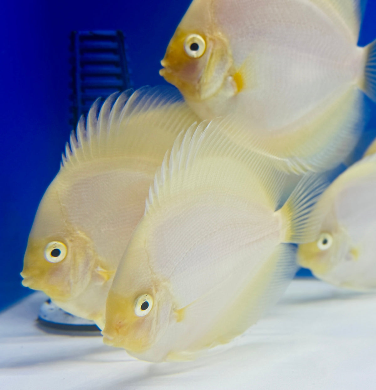 Snow White Discus 4-4.5"