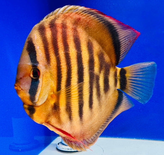 Ica Red Solid Jumbo Premium KL Discus 6.5-7.5"