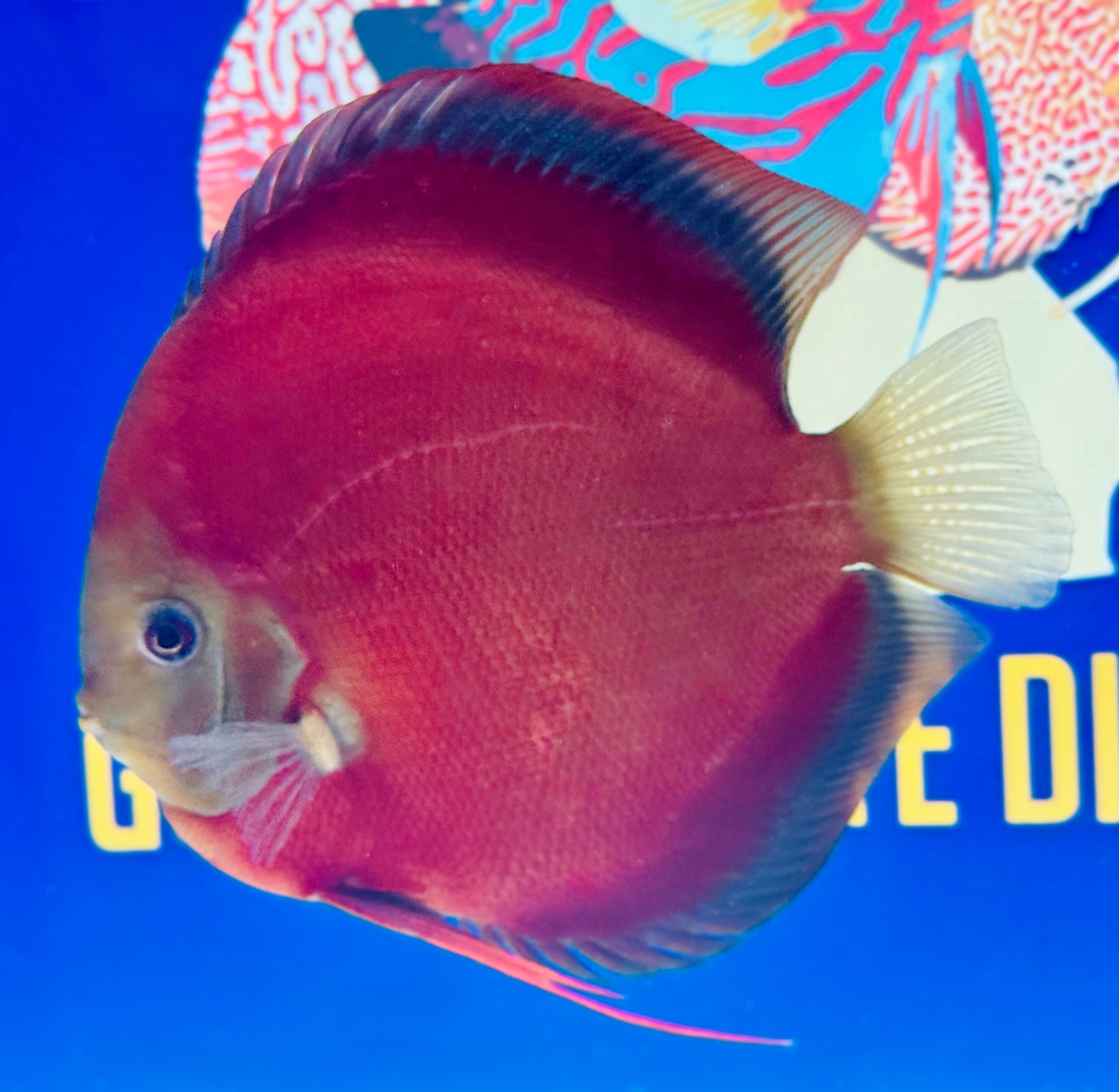 Red Cover Jumbo Premium Discus 6.5-7.5” (WYSIWYG)