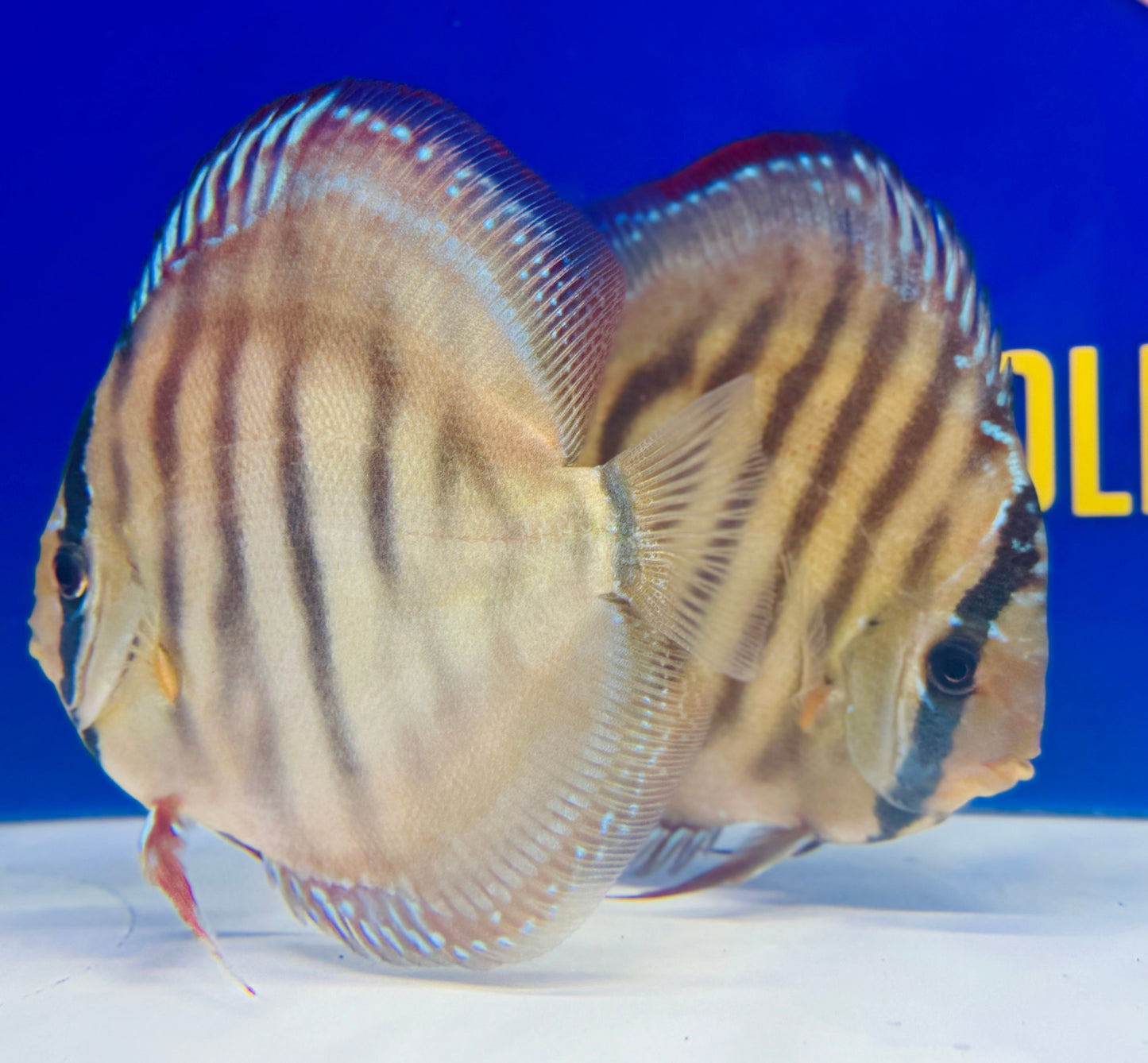 Red Cuipeua Cover Discus 6-6.5"