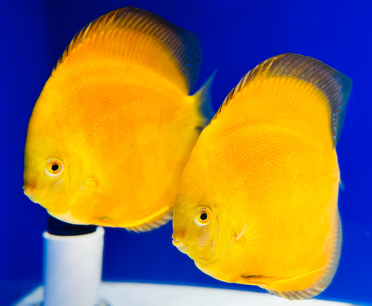Golden Diamond Premium Discus 6-6.5"