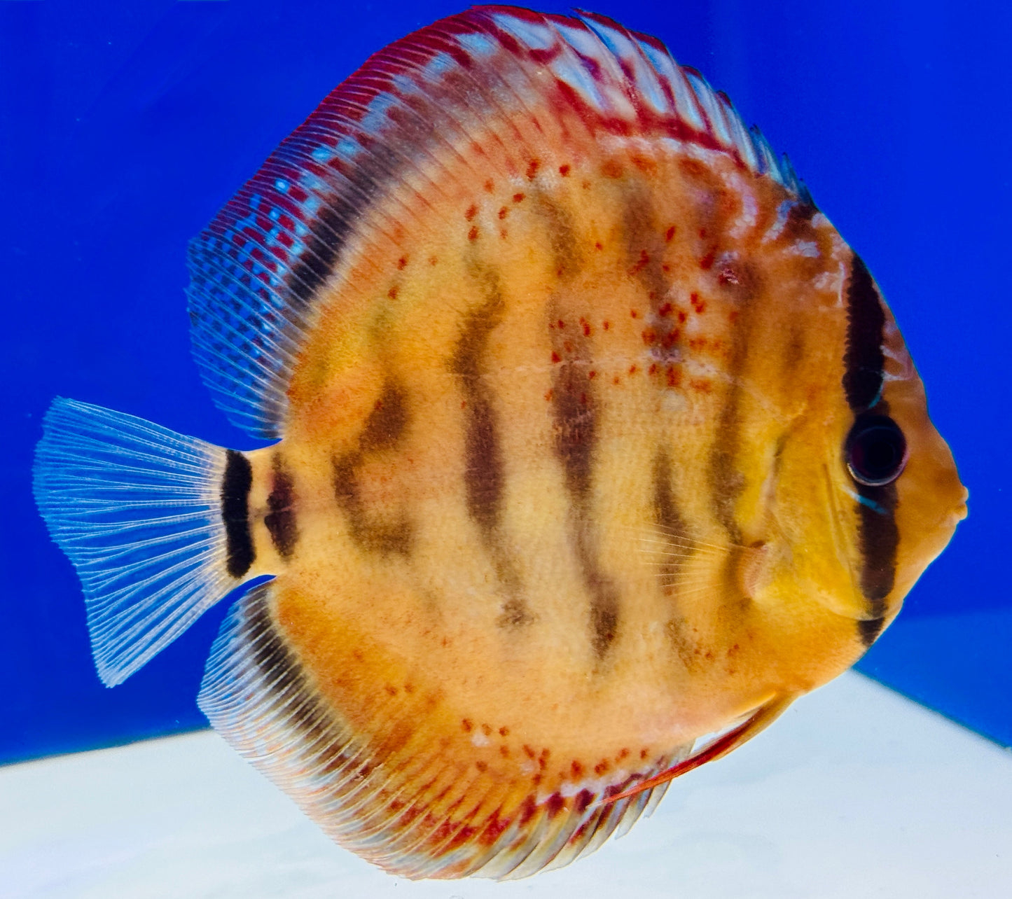 Red Cuipeua Cover KL Discus 5-5.5"