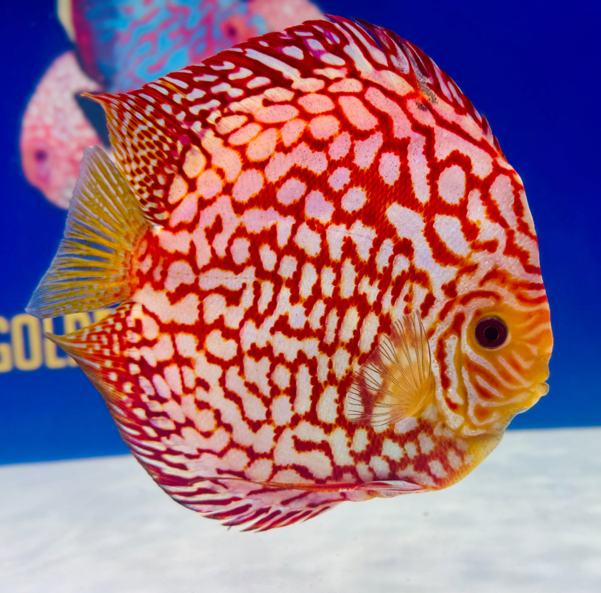 Pigeon Checkerboard Discus Extra Jumbo Premium 7-8"