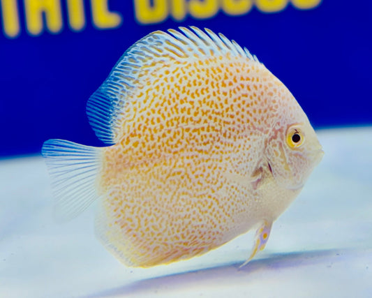 Albino Viper King Discus 3-3.5"