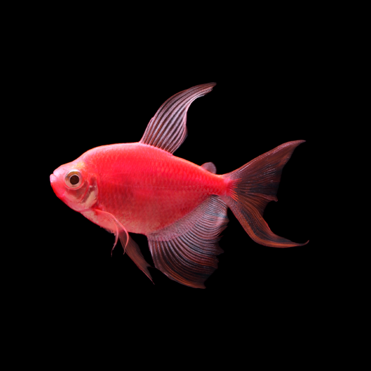 Starfire Red Glo Tetra