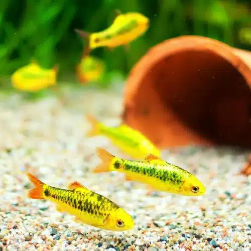 Gold Barb