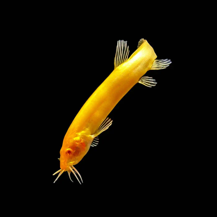 Gold Dojo Loach