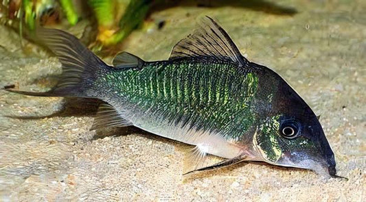 Emerald Green Corydoras
