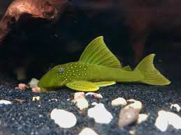 Green Phantom Pleco L-200