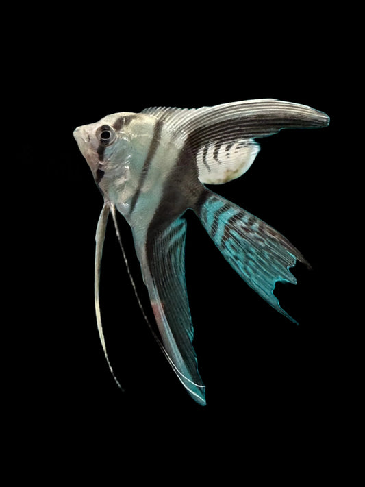 1/2 Black Veiltail Angelfish