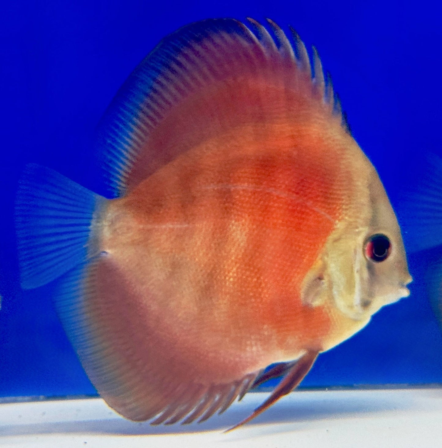 Red Cover Discus 3-3.5"