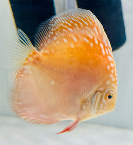 Moonstone Discus 4-4.5"